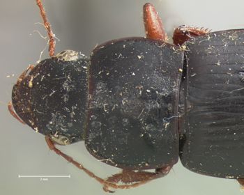 Media type: image;   Entomology 5895 Aspect: pronotum dorsal